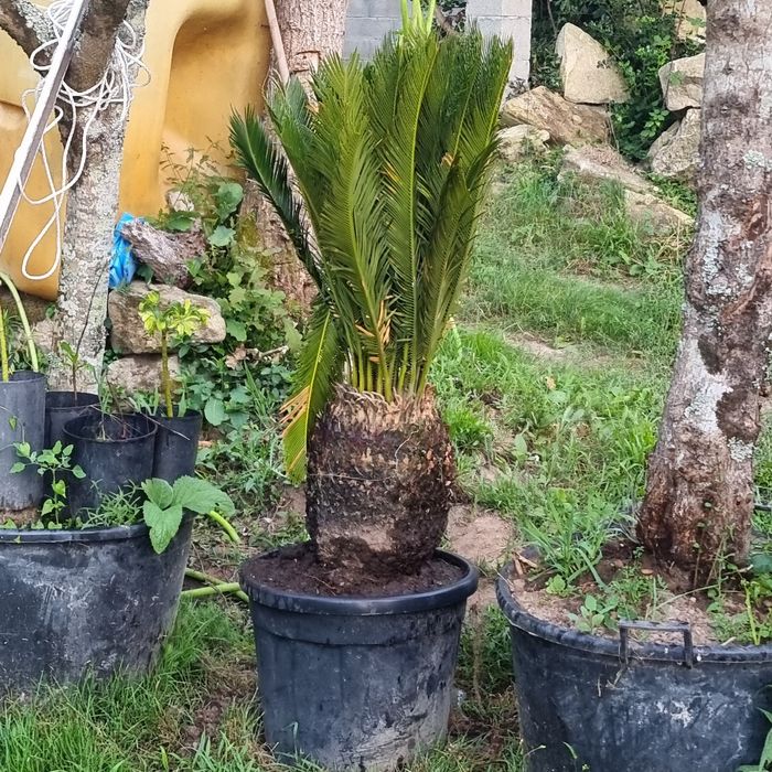 palmeira sika  varias