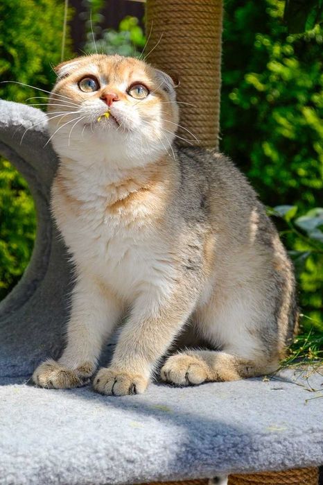 Кошенята з документами,  шотландські