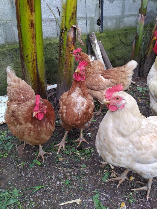 Ovos Galinhas do Campo,Ar Livre, alimentação saudáv