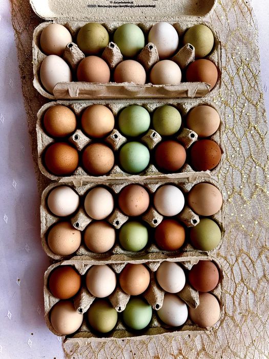Jaja lęgowe  green shell,  leghorn, marans  mix wysyłka