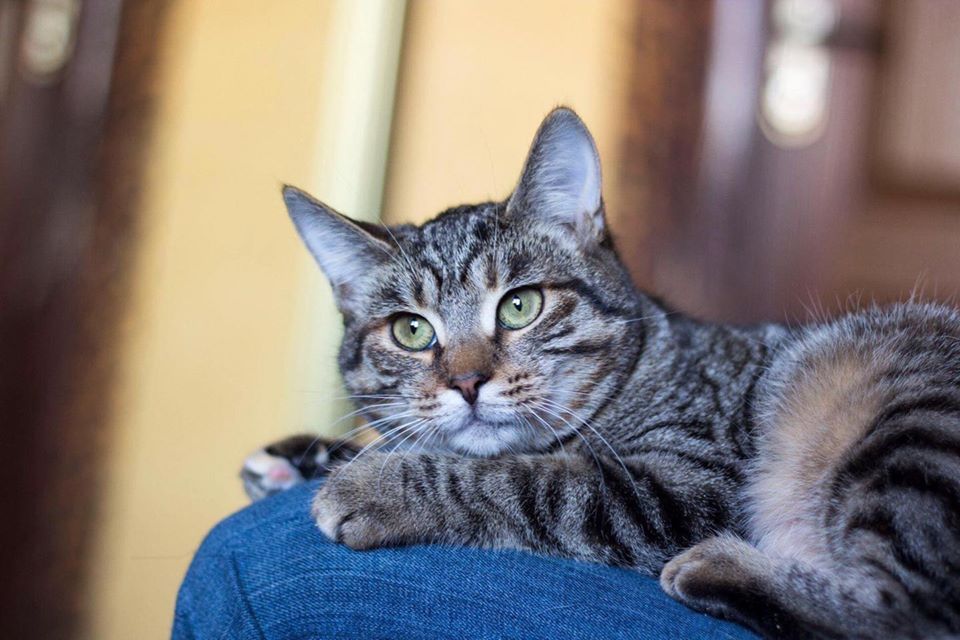 Красотка Аля -тихоня и ласкуша.