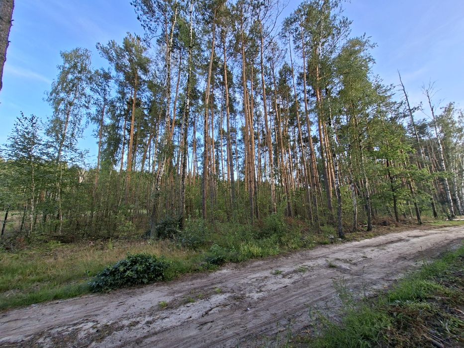 Działka 1500 m² | LAS | Budy Grzybek | Dom jednorodzinny | Media - Więcej