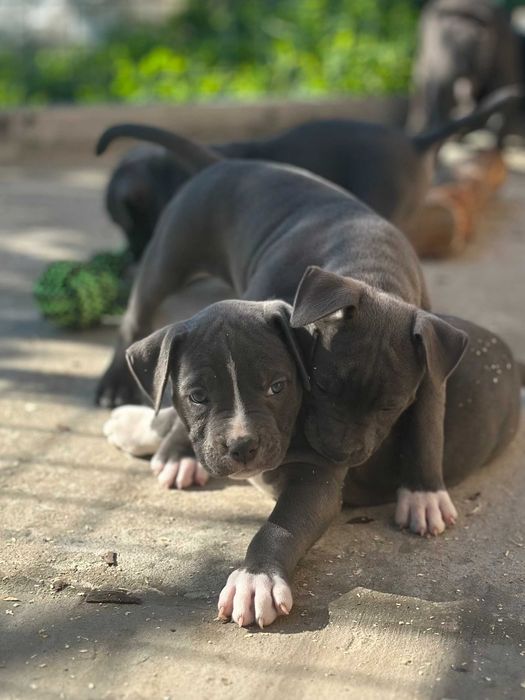 АСТ АМСАТФФ цуценя Щенки амстафф АСТ Стаффордширський тер'єр