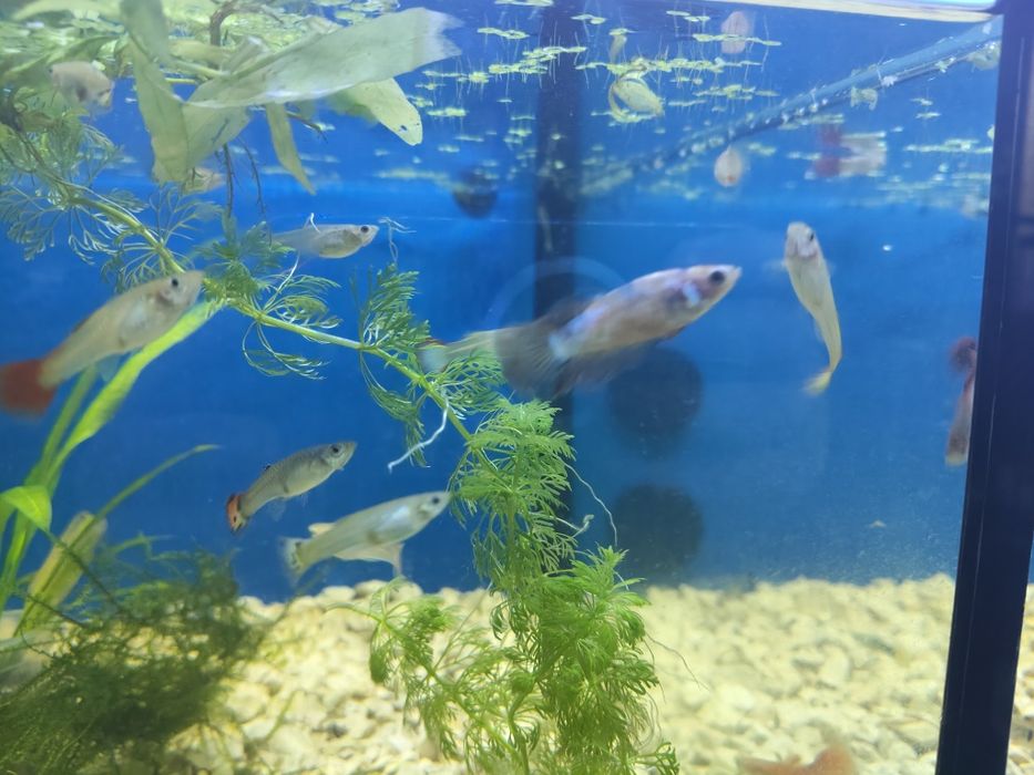 Bettas fêmeas variadas