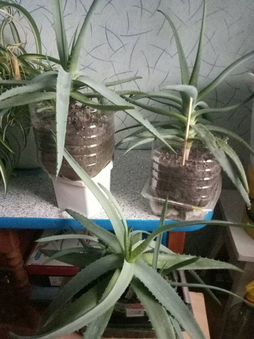 Продам алої 4 і 6 років