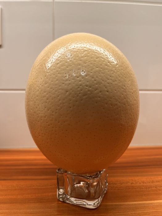 Jako strusia / wydmuszka