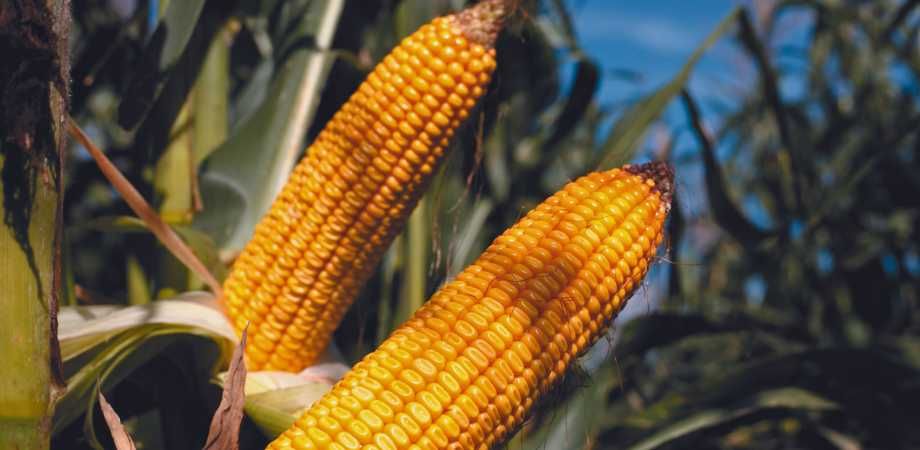 Kukurydza DKC 3595 + KORIT opak. 50 tyś. nasion FAO 240-250