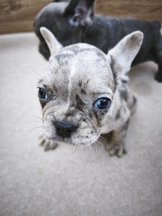 Bulldog  francês blue