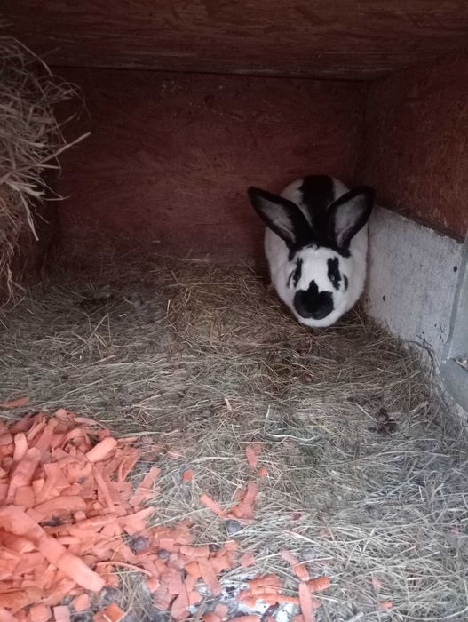 Sprzedam samicę srokacz niemiecki