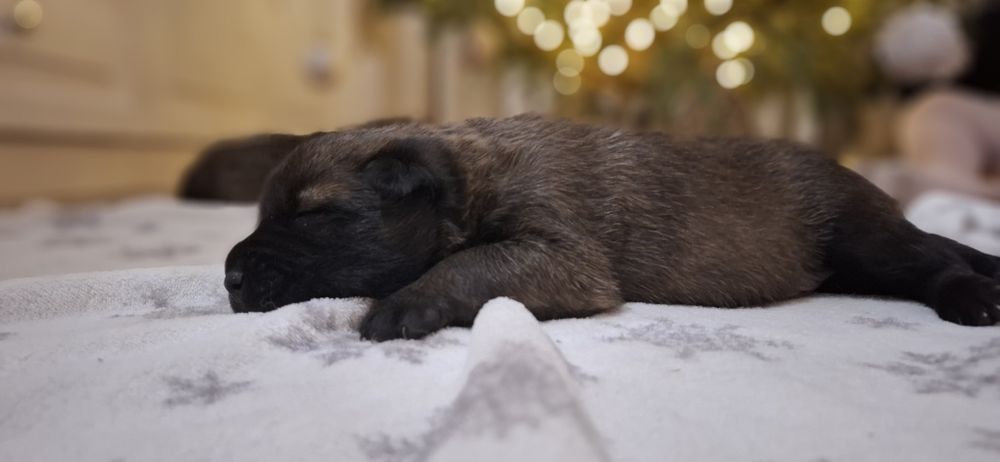 Owczarek belgijski Malinois