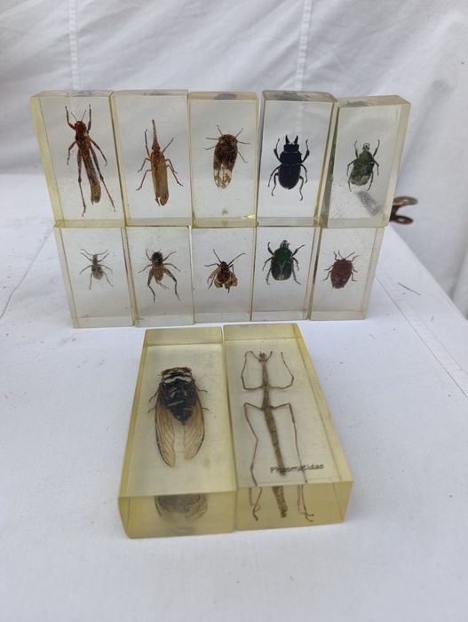 Жуки в епоксидной смоле коллекция для детей детская игрушка скорпион