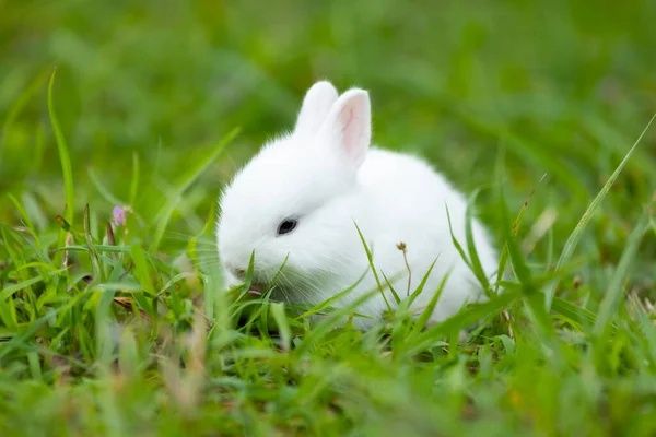 Карликові кролики,міні кролики,мініатюрні кролики