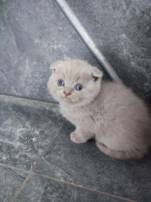 Кошенята шотланської породи!!!