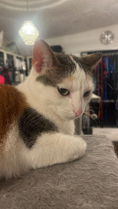Koteczka do adopcji