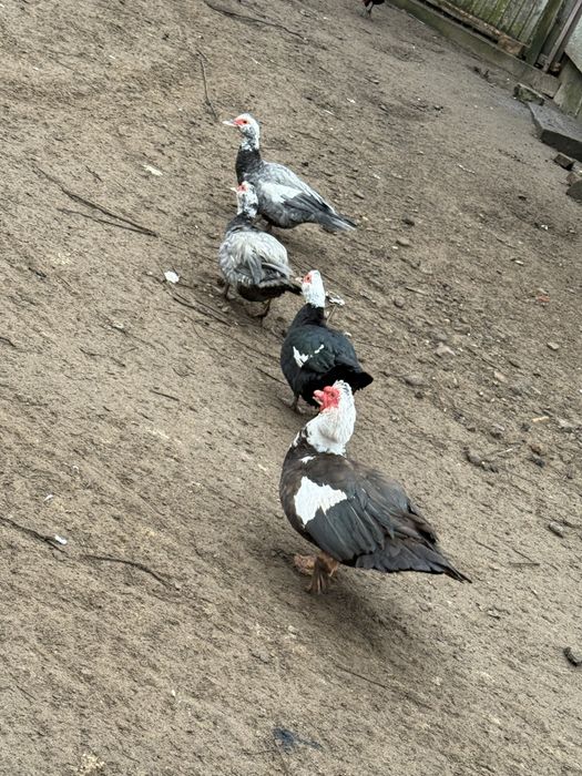 Kaczki piżmowe samce samice rozpłód