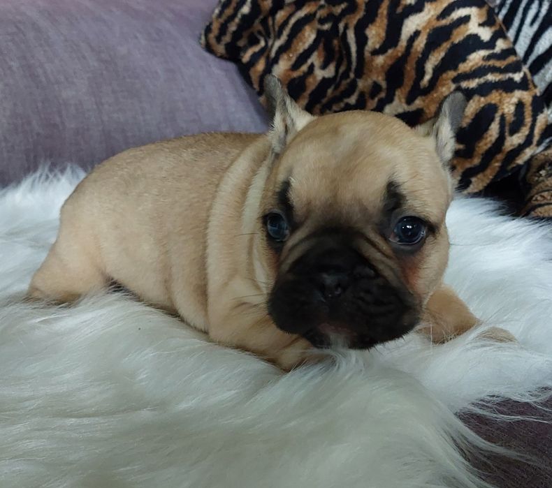 Bulldog francês menino