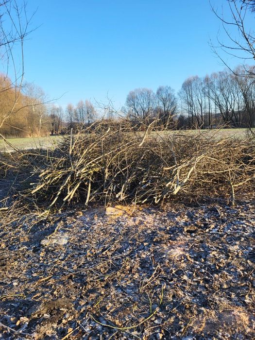 Oddam za darmo duża ilość  gałęzi z topoli