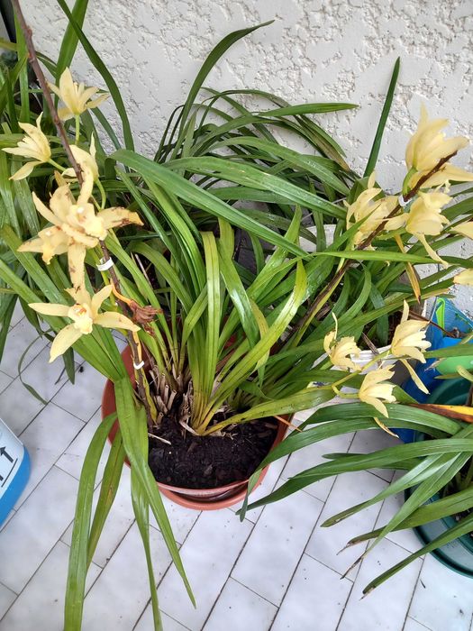 Vasos Orquídeas amarelas de exterior