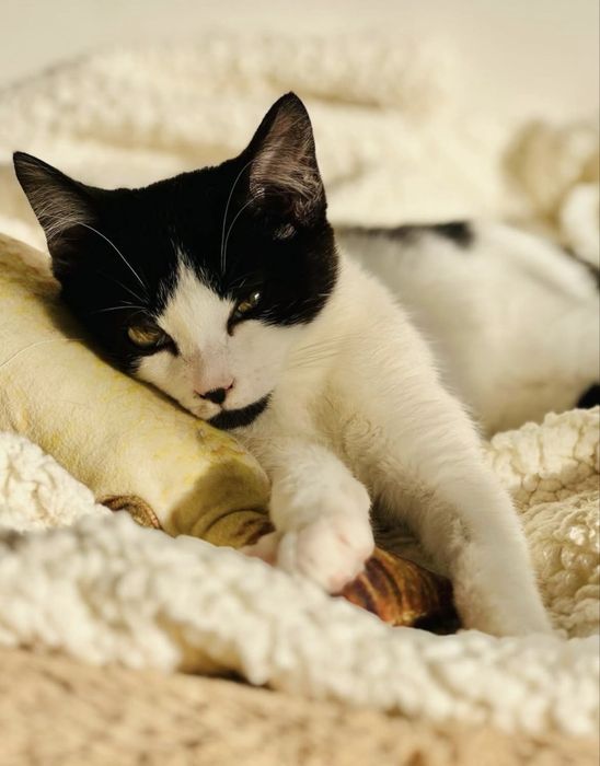 Gatinhas 3 meses para adoção conjunta