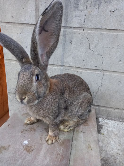 Продам кролі молоді.