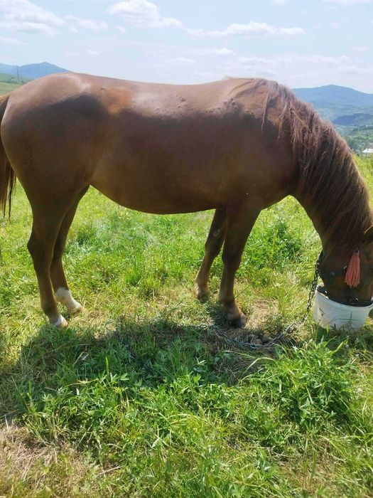 Продаю дворічну кобилу