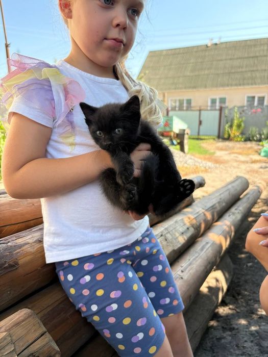Віддам в хороші руки кошенят-хлопчики, все їдят