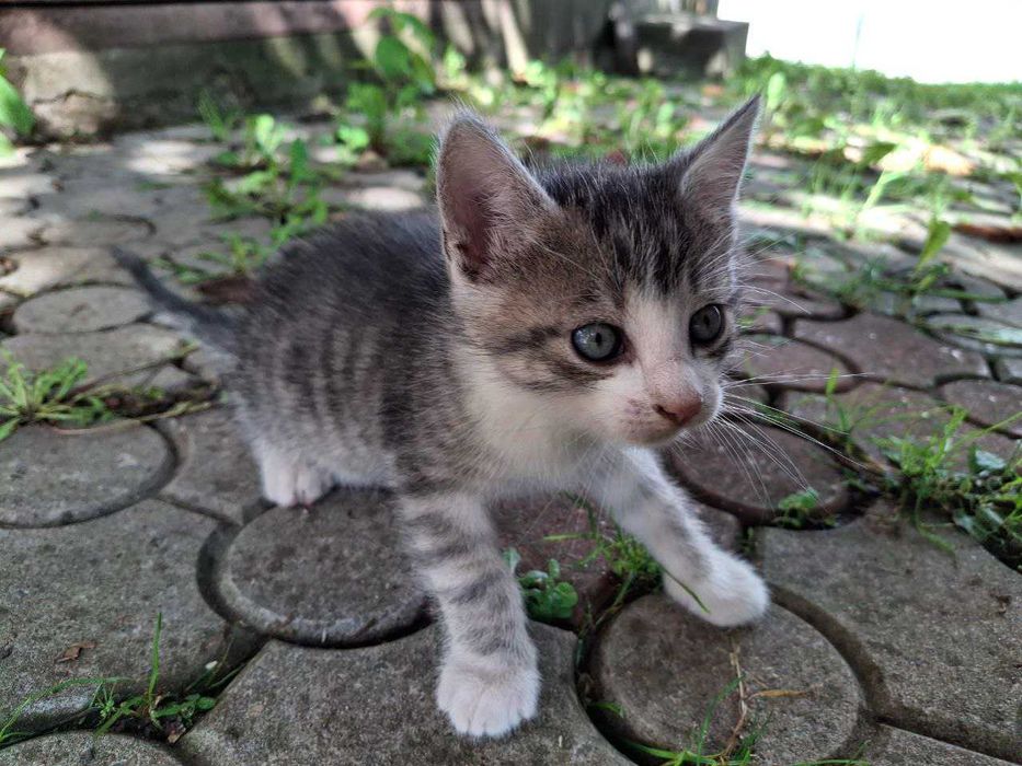 Віддам котиків безкоштовно