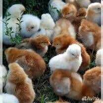 Кури Ломанн Браун,Ломанн Сенді 5,5 міс-почали нестись