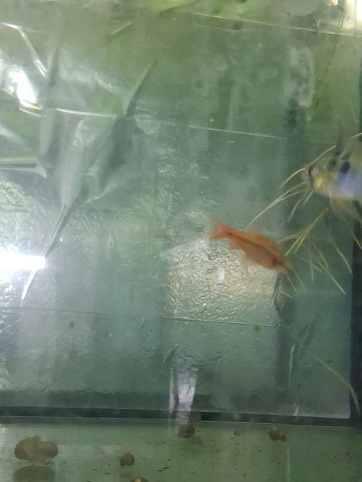 Peixes criaçao propria