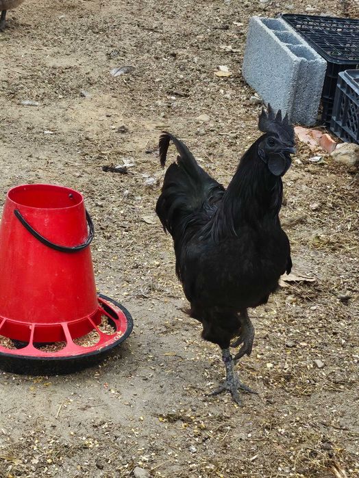 Ayam cemani casal