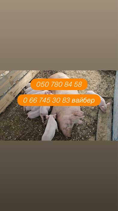 Малі поросята / 3000 грн