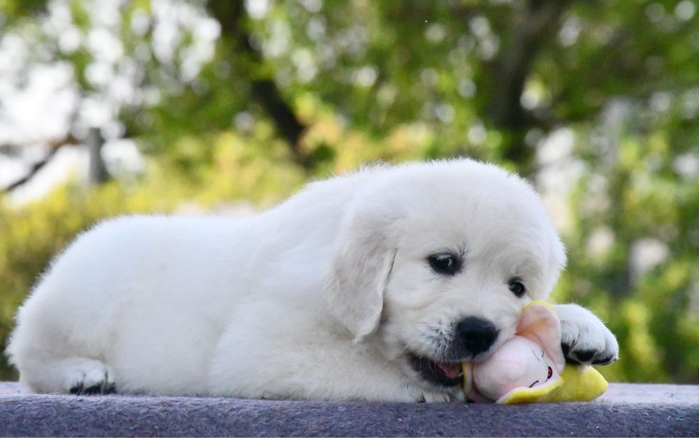 Цуценята Золотистого ретривера