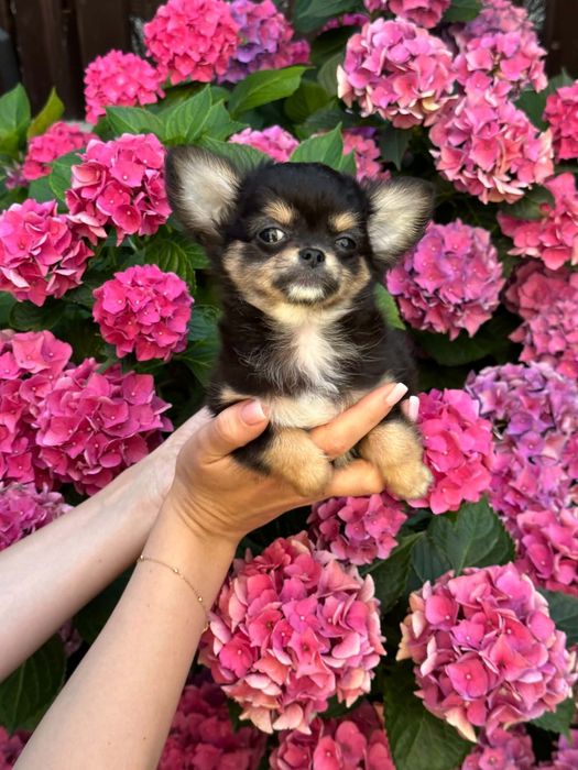 Cudowny chlopiec Chihuahua  dlugowlosy