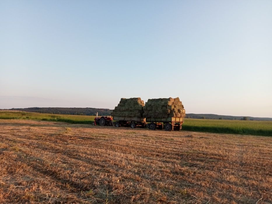 SIANO  2025  kostka snopek dla koni alpak kóz królików szynszyli