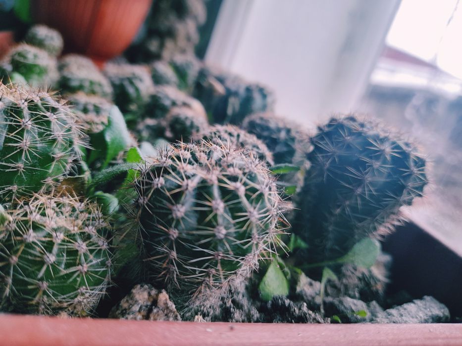 Кактуси різного зросту