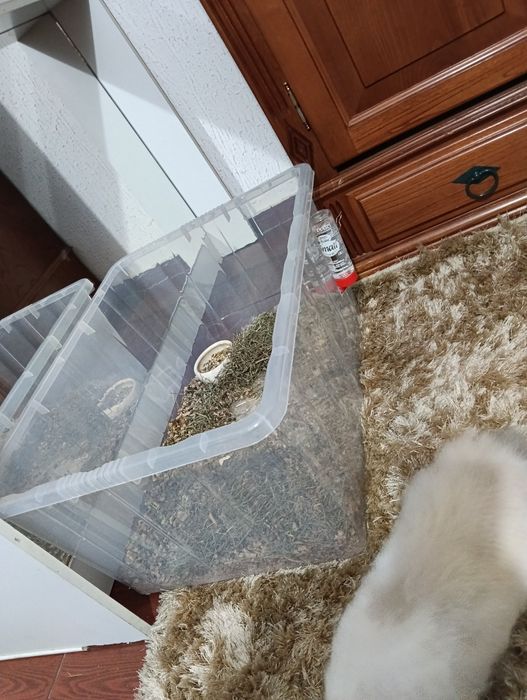 Vendo coelho anão