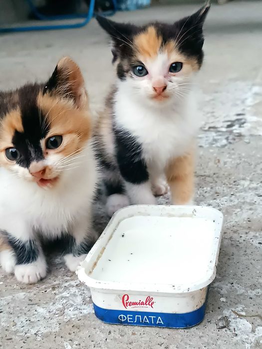 Кошенята милі , грайливі