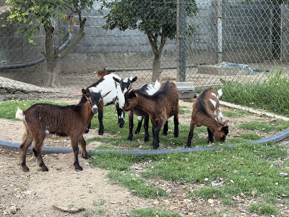 Lote de 5 cabras (vendo separado)