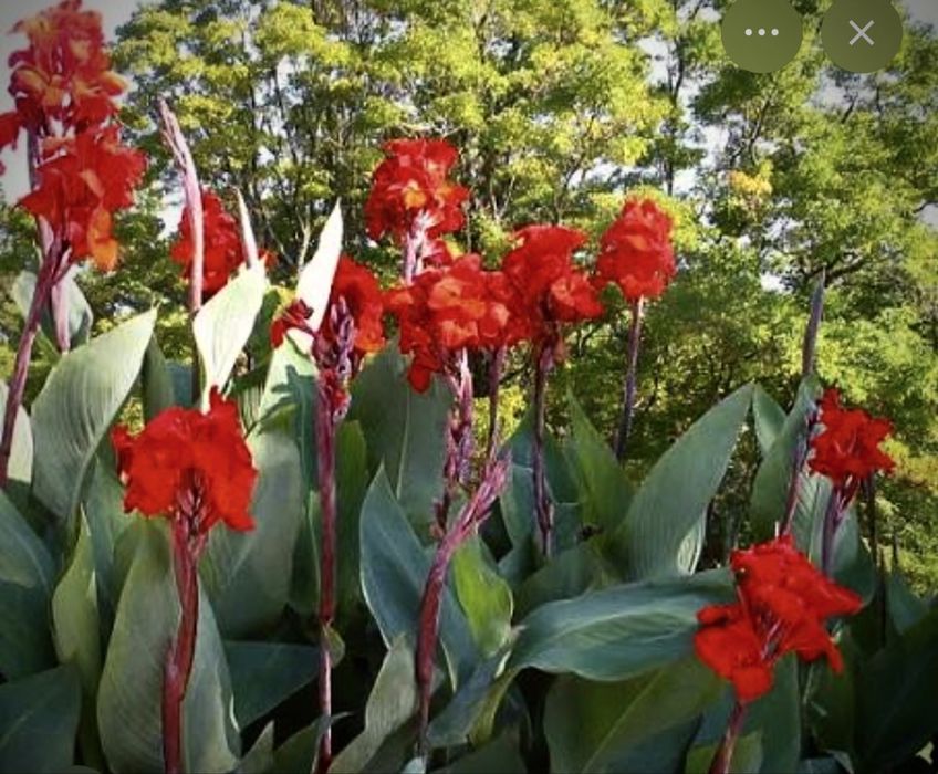 АКЦИЯ 10шт=250грн Канны клубни канн цветы квіти