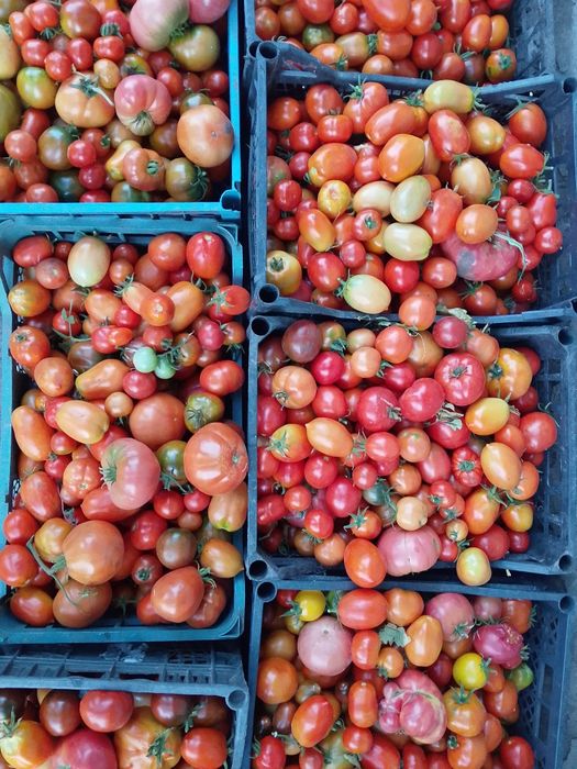 Продам помідори різних сортів для консервування.