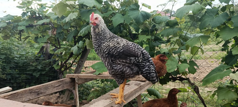 Продам живих півників
