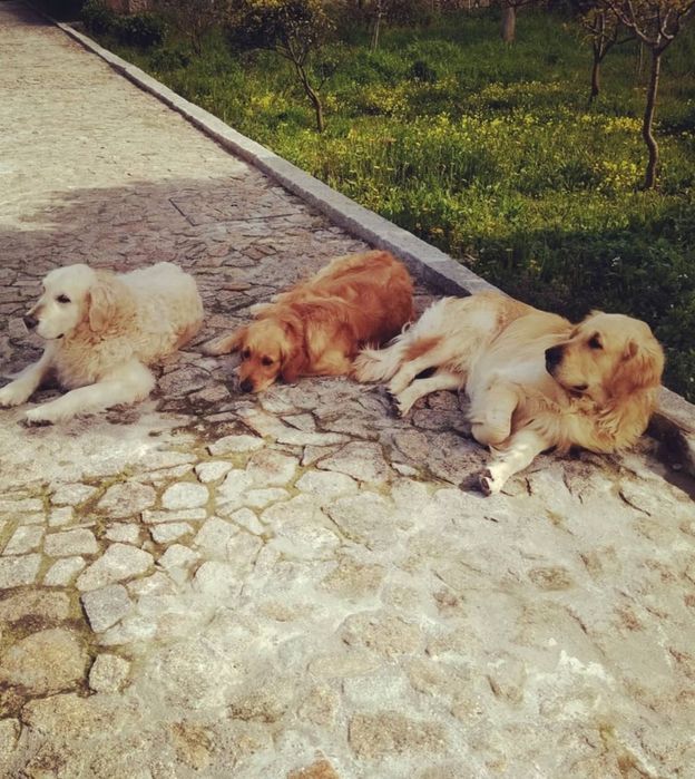 Golden retriever macho procura namorada