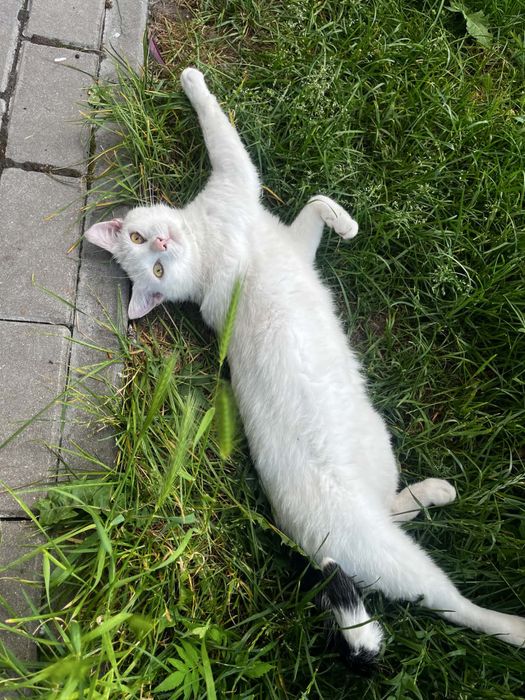 PILNIE Mlody kot szuka domu