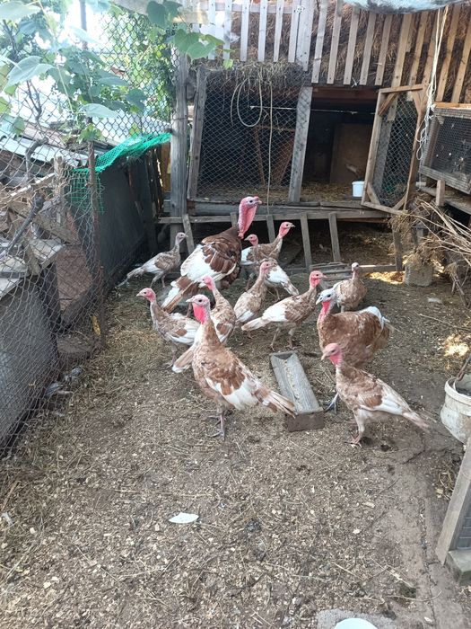 Продам індики Бурбони.