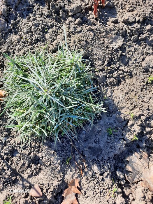 Багаторічна повна Гвоздика колір мікс