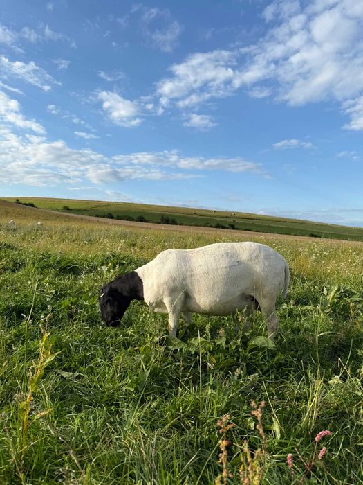 Dorper  czarnogłowy - jarka hodowlana 100% czysta genetyka