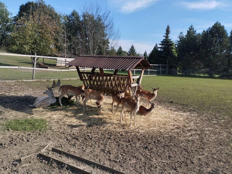 Daniele Byki łanie i cielaki