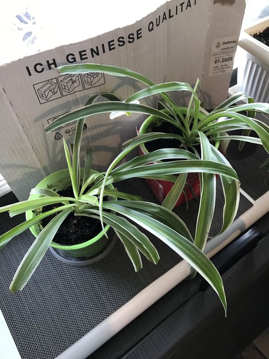 Цветы разные комнатные, все по 20 грн