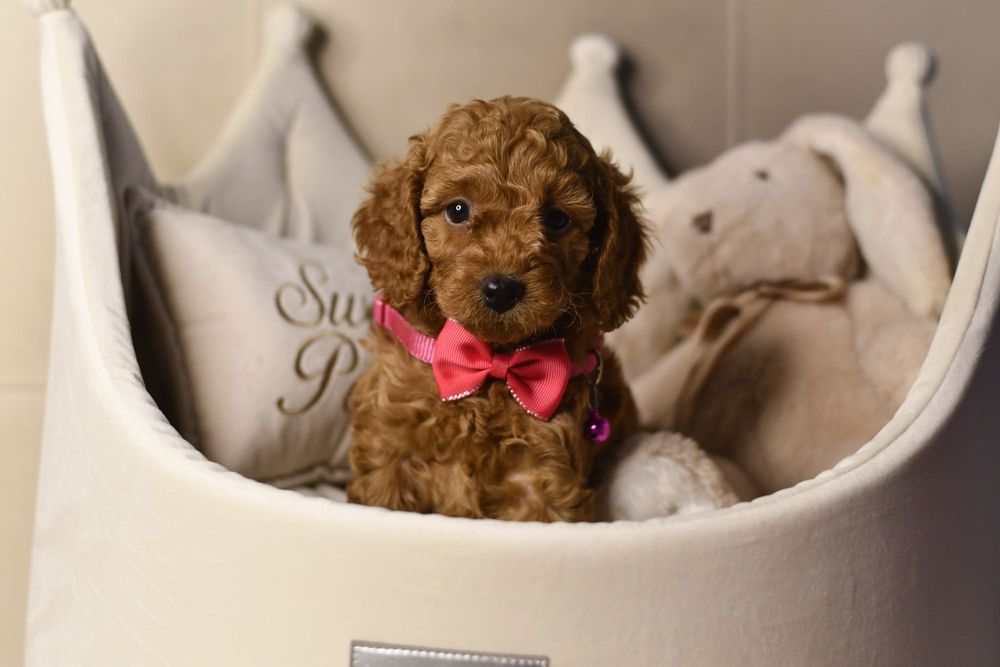 Cavapoo F1 RED wyjątkowa dziewczynka ZAREZERWOWANA