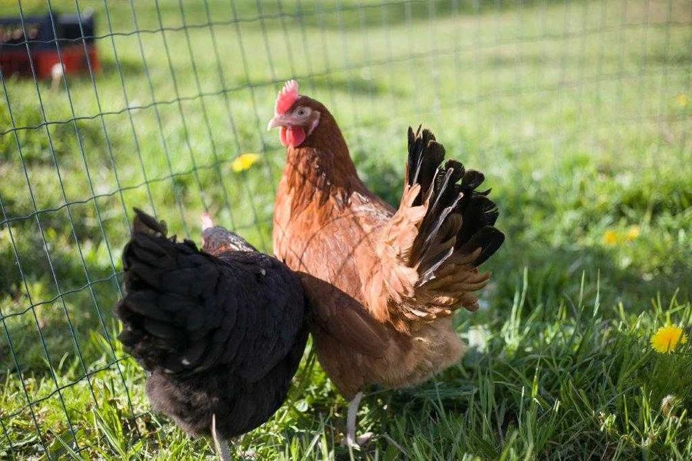 Kury odchowane Rosa kurka ogólnoużytkowa dowóz gratis